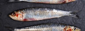 sardines